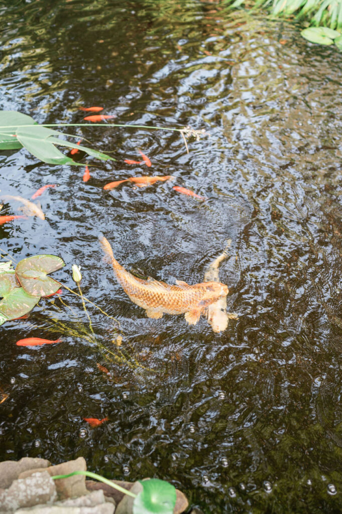 A vibrant koi pond with clear water showcasing numerous koi fish swimming, surrounded by lush aquatic plants, adding a peaceful element to the venue.